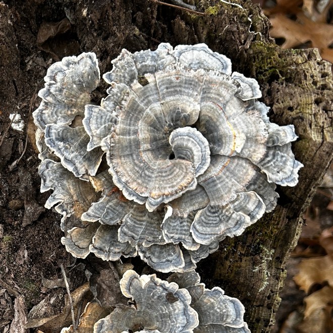 Desperately seeking…skunk cabbage