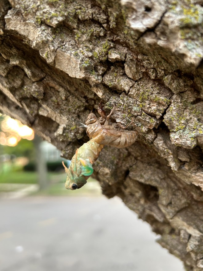 Fat Chance, Cicada